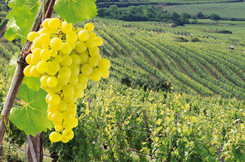 Weinbau & Agrarwirtschaft